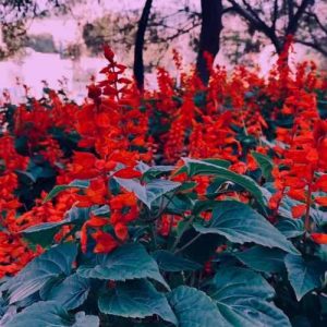 دانلود اهنگ لروم مو دل پروم مو تفنگ پوز پروم مو